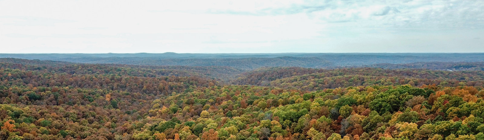 Aerial view of trees.